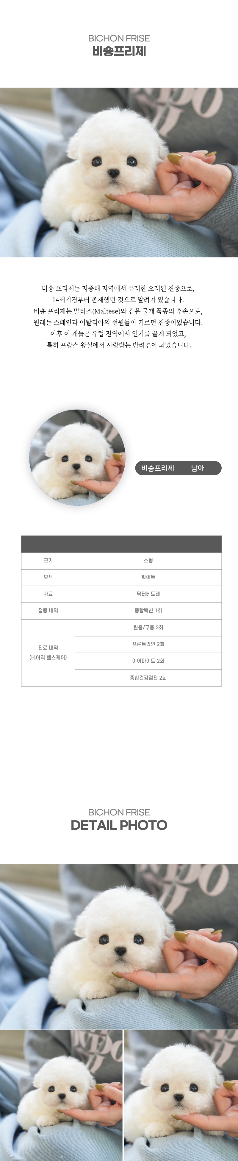 미니비숑_상세이미지_2